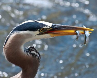heron with fish in beak